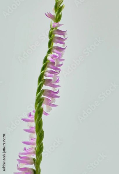 Fototapeta  鮮やかな色合いの可愛いネジバナ