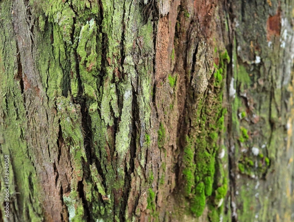 Fototapeta Moss on bark in the forest