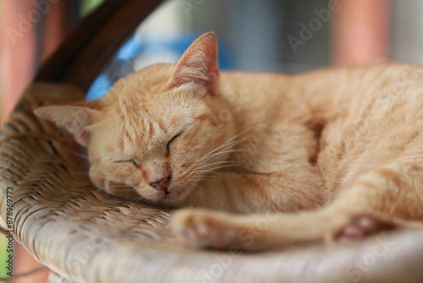 Obraz Cute ginger cat lying in the basket. Selective focus.