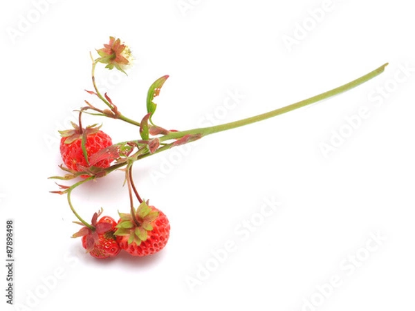 Obraz strawberries on a white background