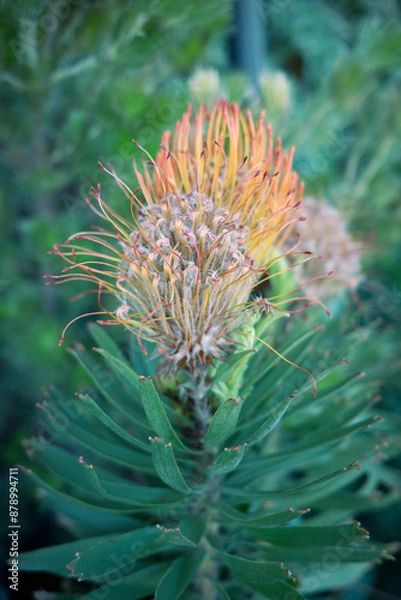 Obraz プロテア　寄せ植え