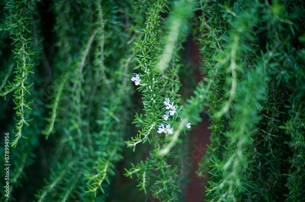 Obraz ローズマリー