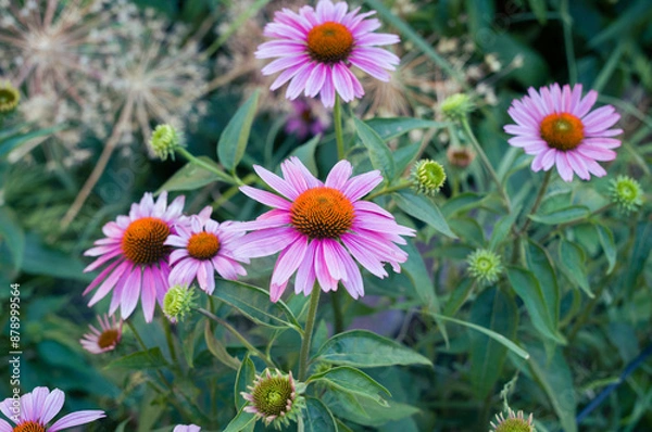 Obraz ハイラインの植え込み