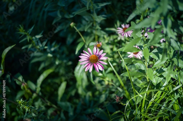 Obraz ハイラインの植え込み