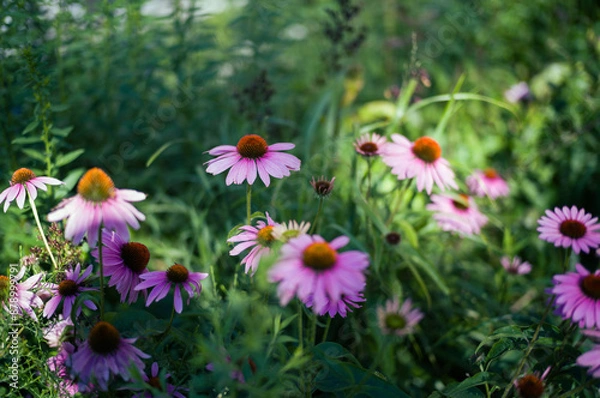 Obraz ハイラインの植え込み