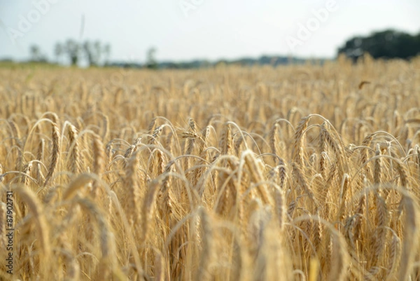 Fototapeta Getreidefeld