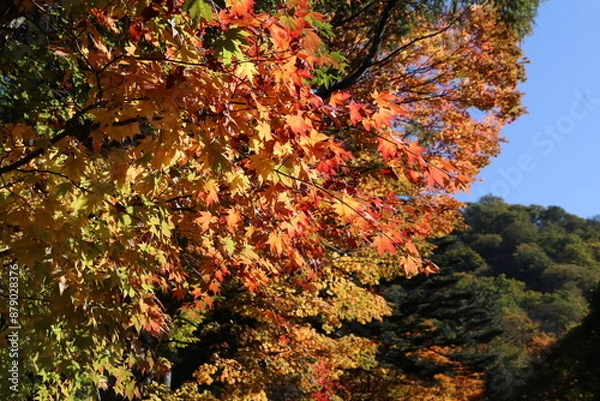 Fototapeta 秋の日光の風景。色づく木々。