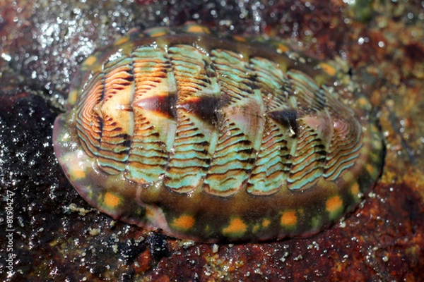 Obraz Lined chiton - Tonicella lineata