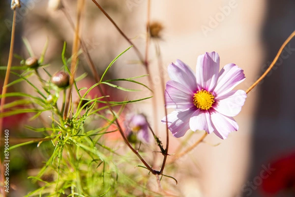 Obraz nature moments