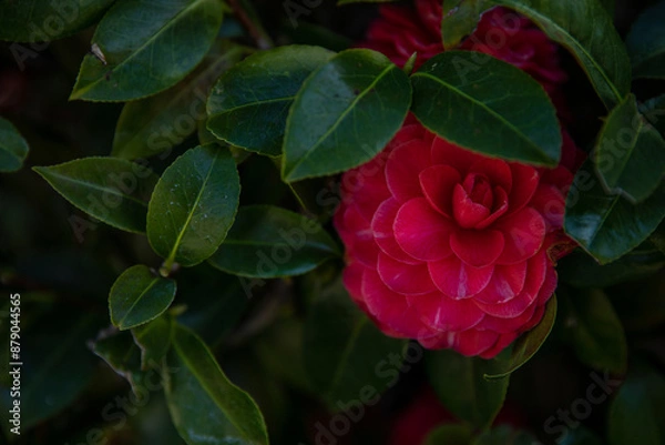 Obraz nature moments