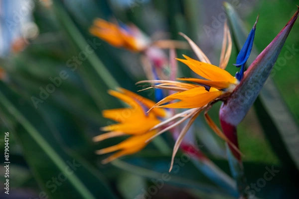 Obraz nature moments