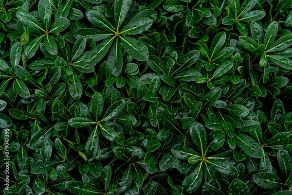 Obraz nature moments