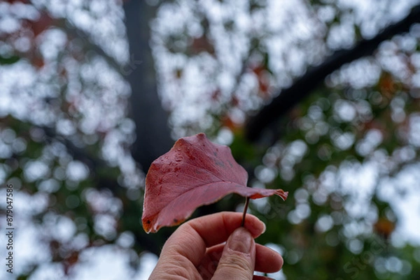 Obraz nature moments