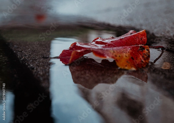 Obraz nature moments