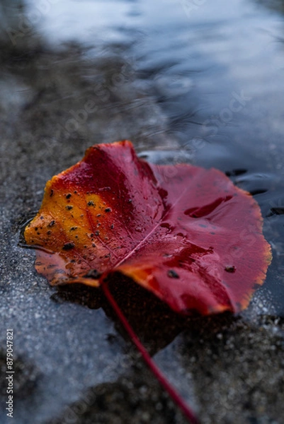 Obraz nature moments