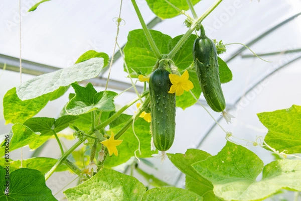 Fototapeta Flowers and fruits ripened cucumbers in the greenhouse