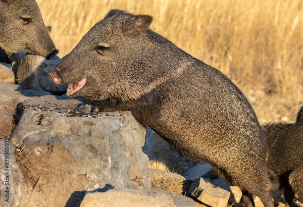 Obraz Javelinas