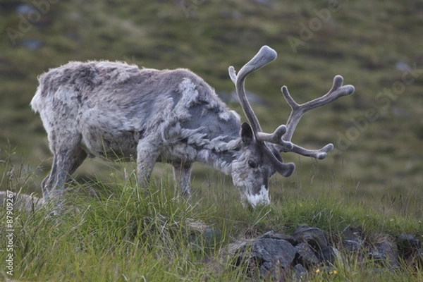 Obraz Nordkap, Rentier