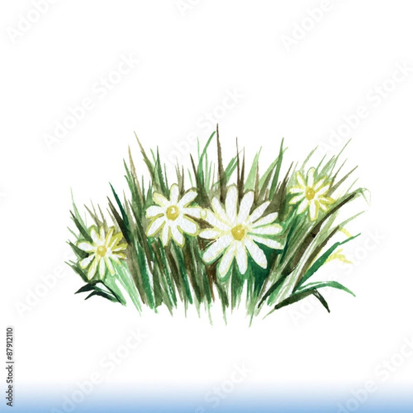 Obraz watercolor picture summer grass and blooming daisies and the wor