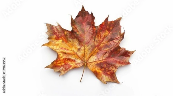 Fototapeta Autumn themed leaf frame on white background for composition