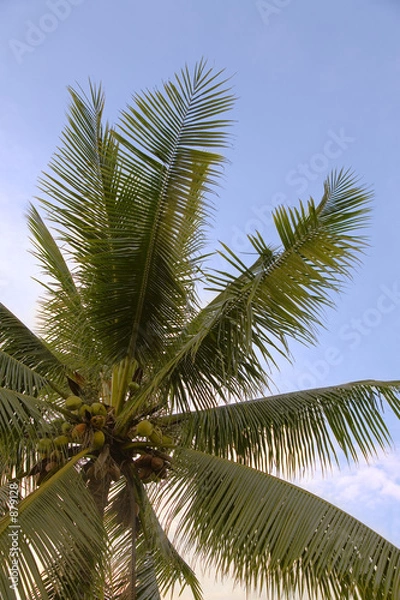 Obraz egzotyczna palma