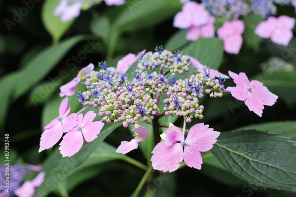 Obraz Purple - pink flowers