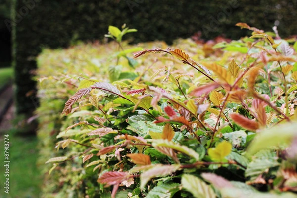 Obraz Changing color leave