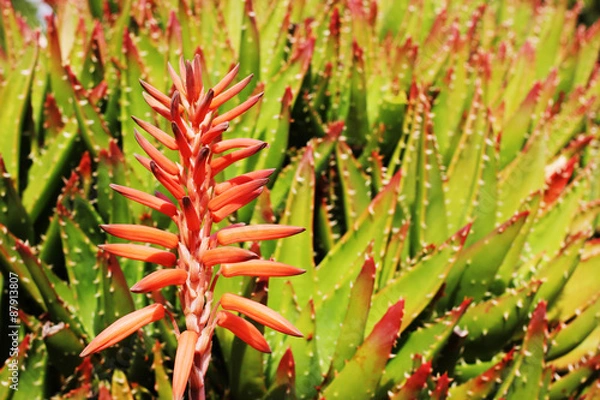 Obraz Tropical red plant
