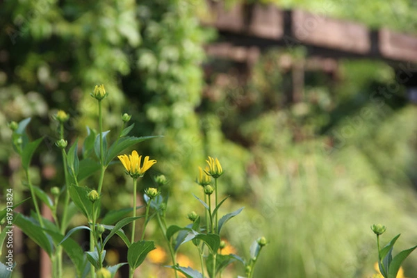 Fototapeta Yellow flowers