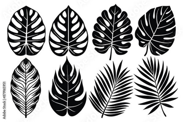Fototapeta set of different tropical leaves vector illustration