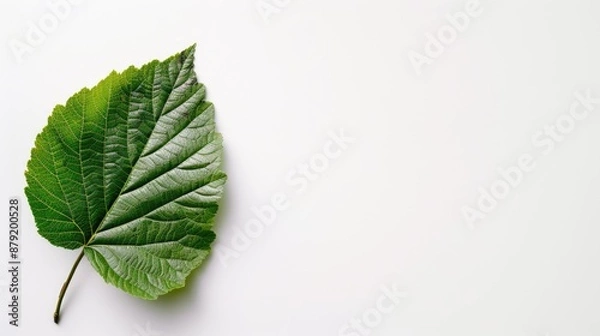 Fototapeta Isolated mulberry leaf on white background with space for text top view flat lay