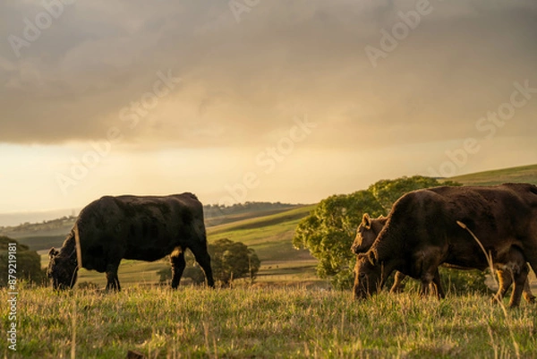 Fototapeta beautiful cattle in Australia  eating grass, grazing on pasture. Herd of cows free range beef being regenerative raised on an agricultural farm. Sustainable farming in australia