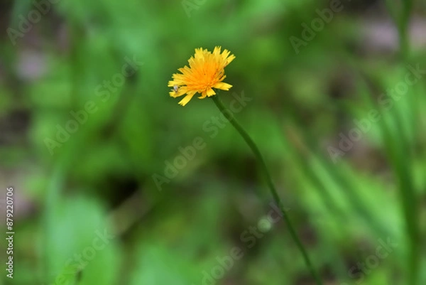 Fototapeta ブタナ