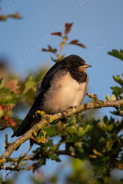 Fototapeta Young Barn Swallow