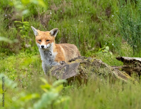 Obraz Fox in the forest during daylight