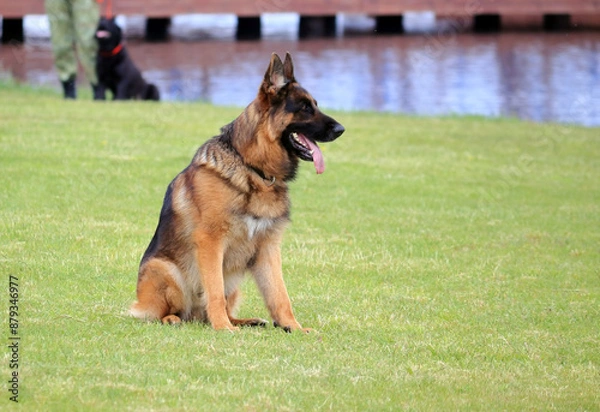 Obraz A dog is playing on the grass