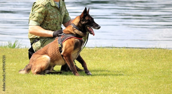 Obraz A dog is playing on the grass