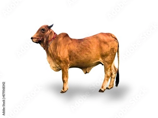 Fototapeta ดีไซน์ที่ยังไม่ได้ตั้งชื่อ - 1