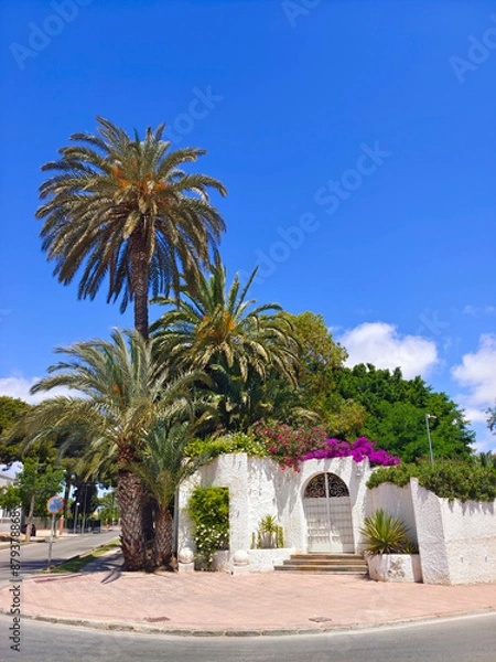 Obraz Palm trees in the garden