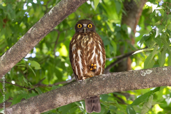 Obraz 森の中のアオバズク