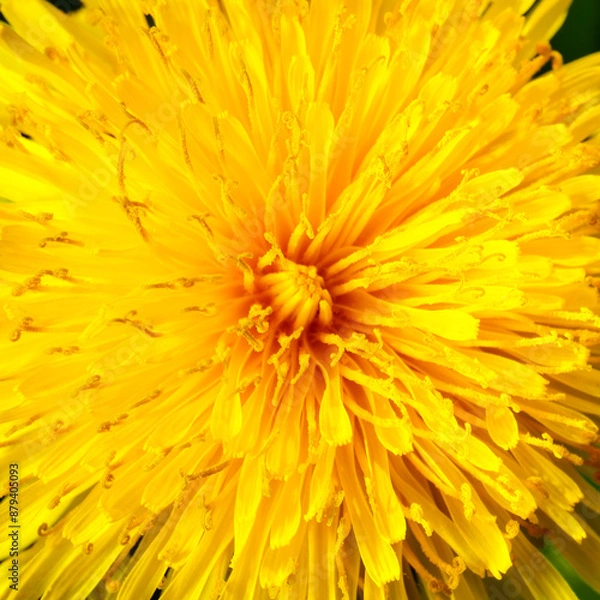 Fototapeta Yellow dandelion close-up. Natural background.