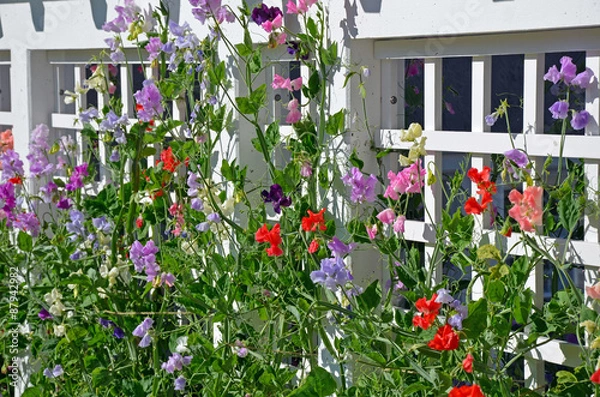 Obraz Sweet pea flowers