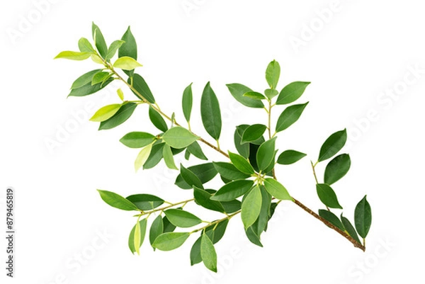 Obraz branch and green leaf isolated on white background
