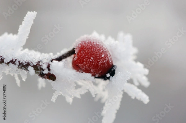 Fototapeta wildrose im winter