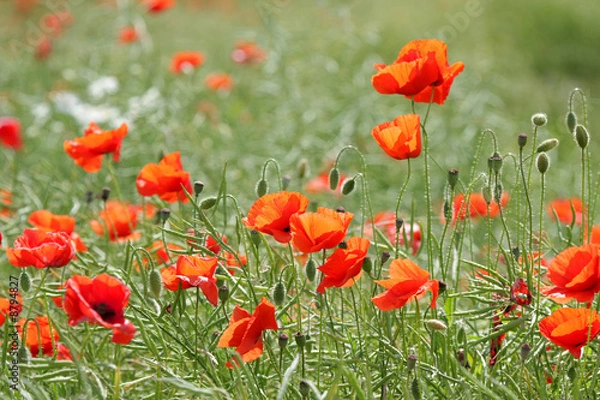 Obraz Blooming poppies