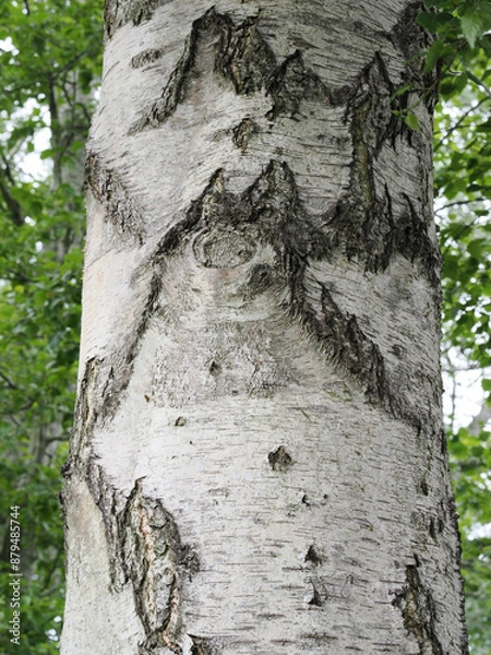 Obraz Close-up of a silver birch tree trunk showing patterns in the bark