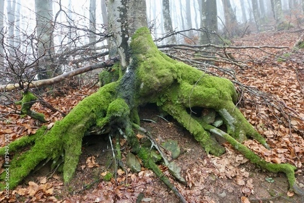 Fototapeta root of a tree