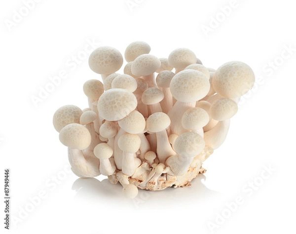 Obraz brown beech mushroom isolated on white background