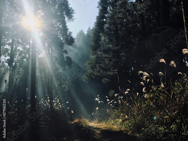 Obraz 森の中のススキがある風景