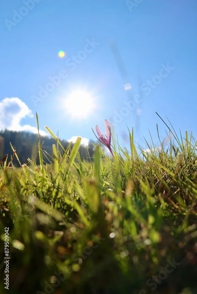 Fototapeta grass in mountains
